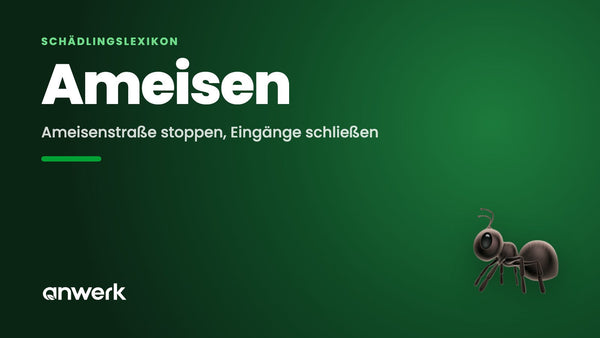 Ameisen im Haus: Ursachen & was wirklich hilft
