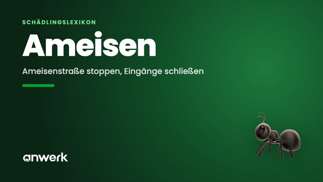 Ameisen im Haus: Ursachen & was wirklich hilft