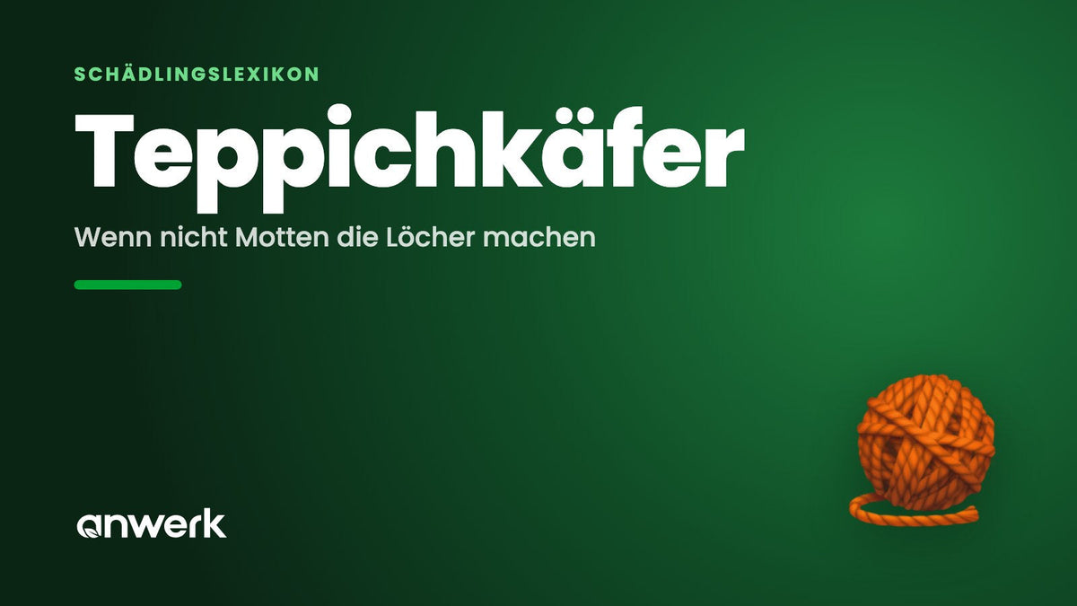 Teppichkäfer: Löcher, die nicht von Motten sind