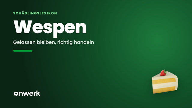 Wespen: Nest, Stich & was erlaubt ist