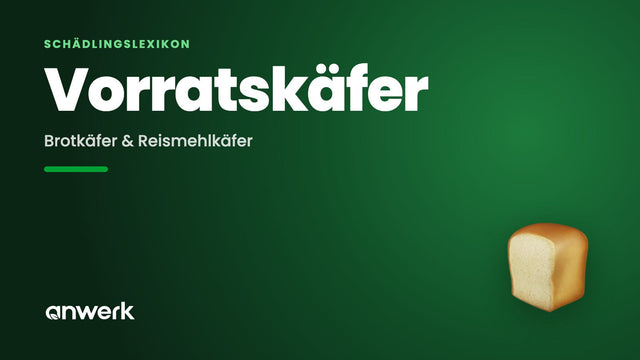 Brotkäfer & Reismehlkäfer: Käfer im Vorratsschrank