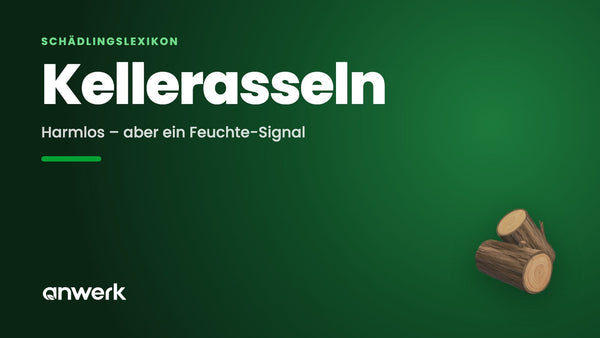 Kellerasseln: harmlos, aber ein Feuchte-Signal