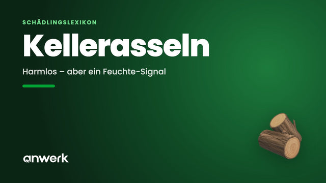 Kellerasseln: harmlos, aber ein Feuchte-Signal