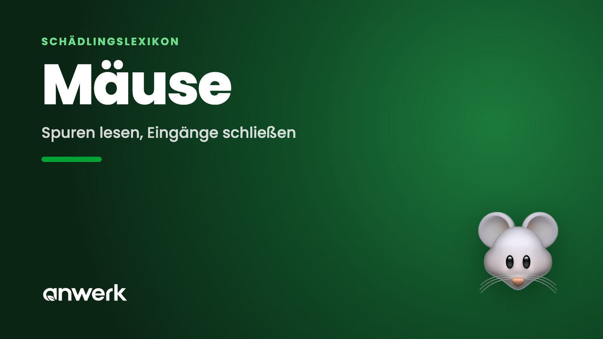 Mäuse im Haus: Anzeichen & was hilft