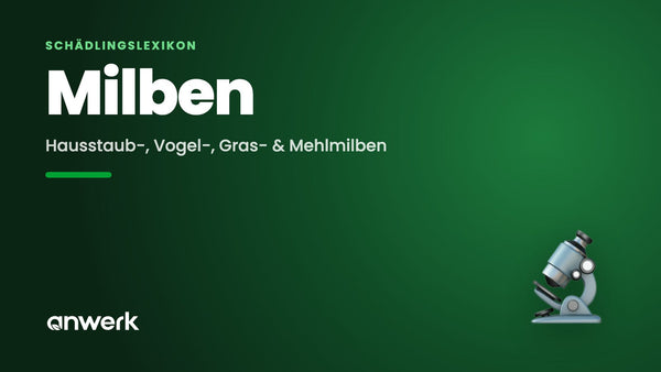 Milben in der Wohnung: Arten erkennen & richtig handeln