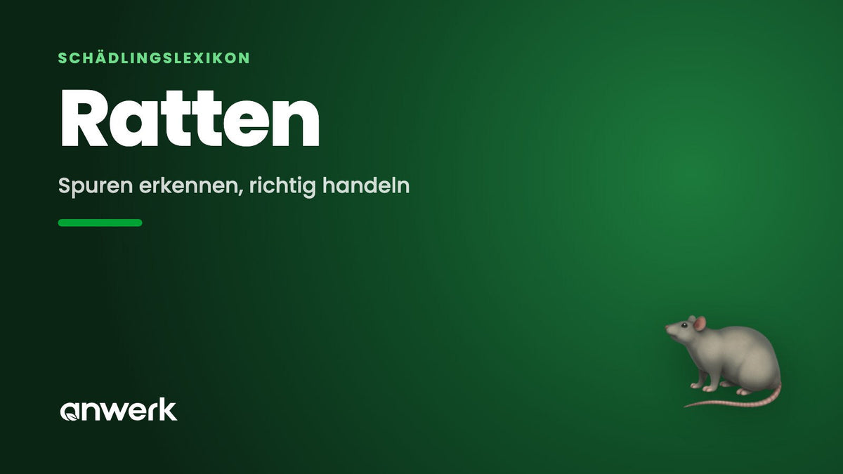 Ratten an Haus & Garten: erkennen und handeln