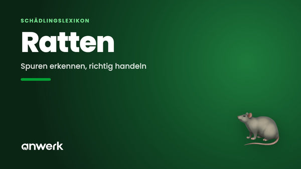 Ratten an Haus & Garten: erkennen und handeln