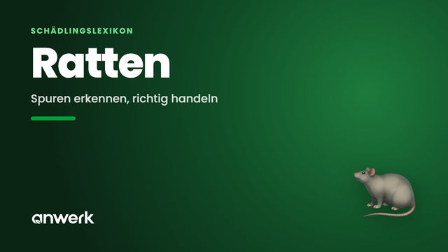 Ratten an Haus & Garten: erkennen und handeln