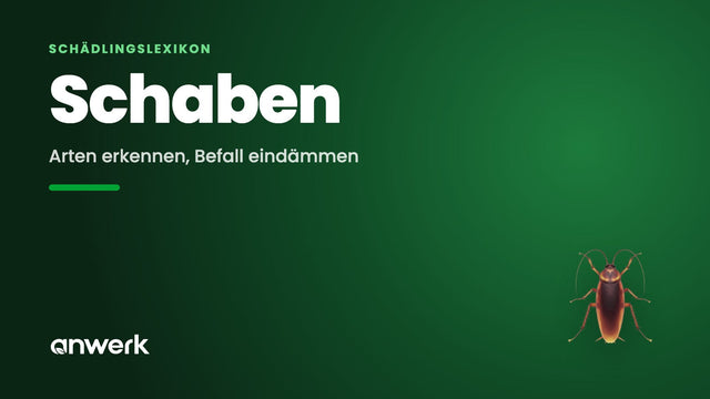 Schaben & Kakerlaken: erkennen und richtig handeln