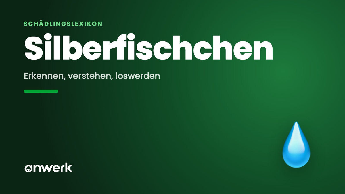 Silberfischchen: erkennen, verstehen & loswerden