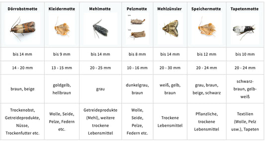 Mottenarten erkennen Steckbrief