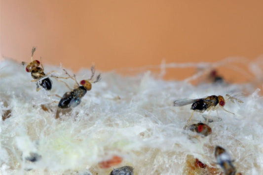 Was sind Schlupfwespen? Größe, Aussehen, Vor- Nachteile