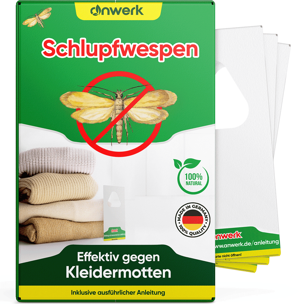 Wie sehen Motteneier aus? » Bilder von Lebensmittelmotten Eiern
